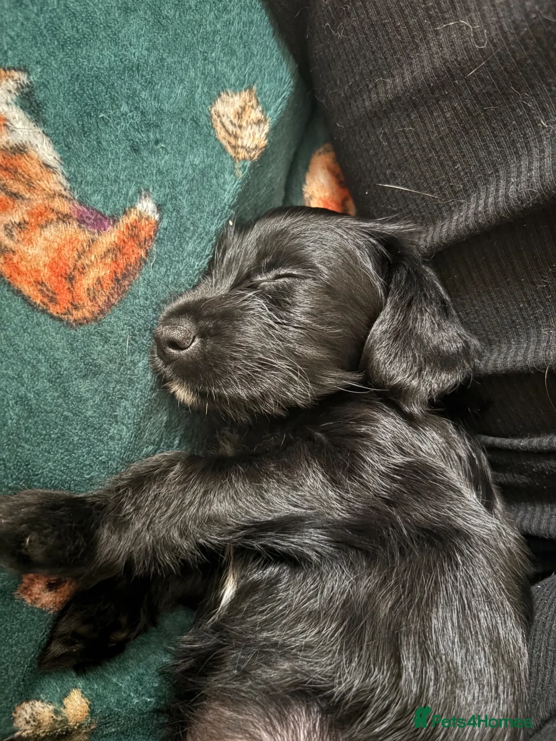 Mixed Breed dogs for sale: Gorgeous spaniel x Yorkshire terrier  - Advert 2
