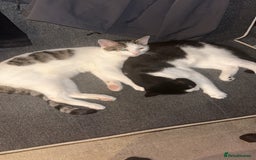 American Shorthair cats for sale: My name is Harvey looking to rehome my 2 kittens  - Image 1