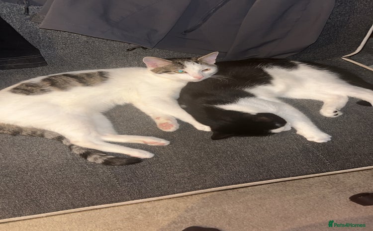 American Shorthair cats - Advert 1