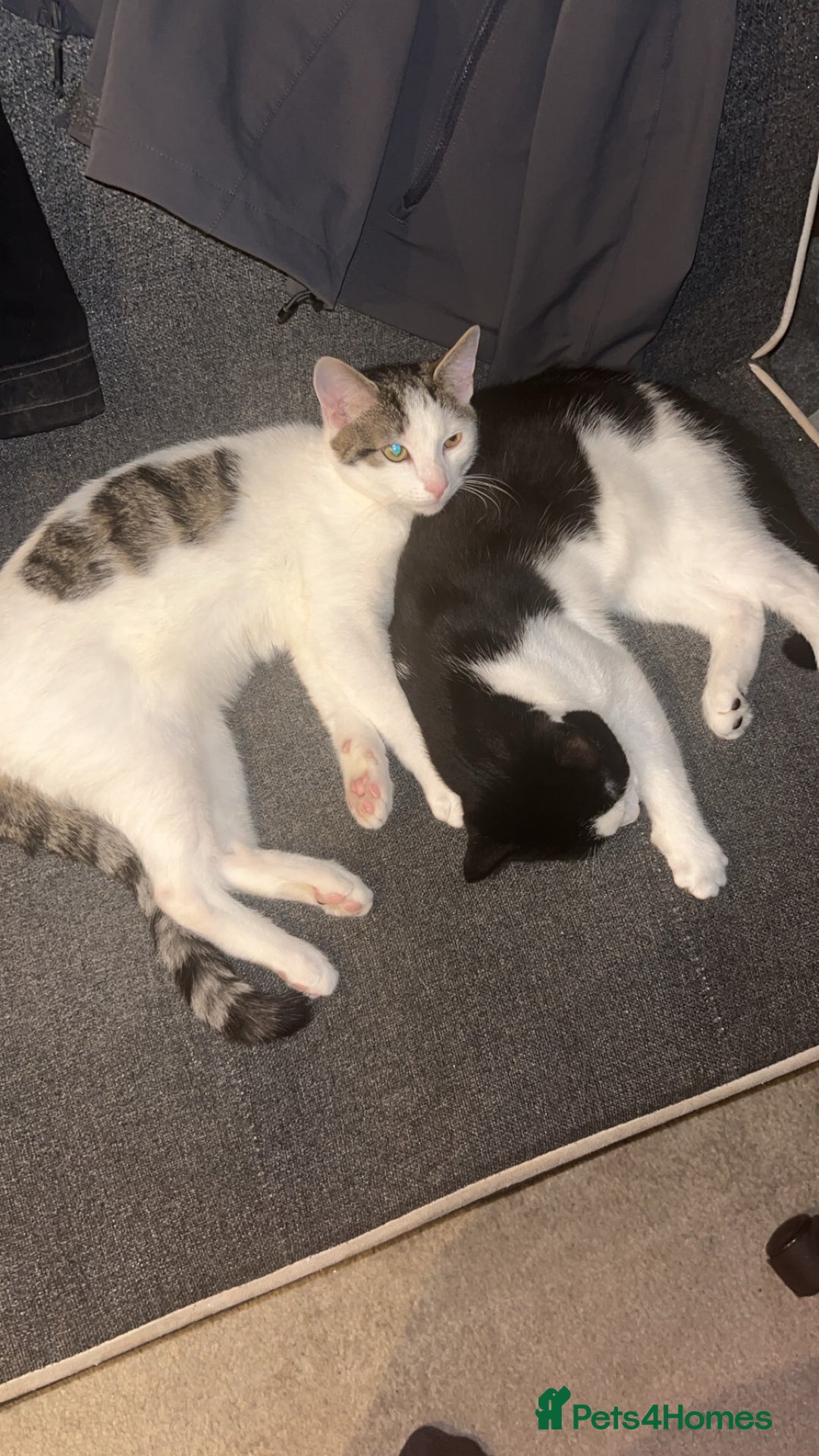 American Shorthair cats for sale: My name is Harvey looking to rehome my 2 kittens  - Image 1