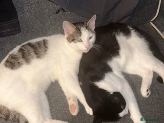 American Shorthair cats - Advert 3