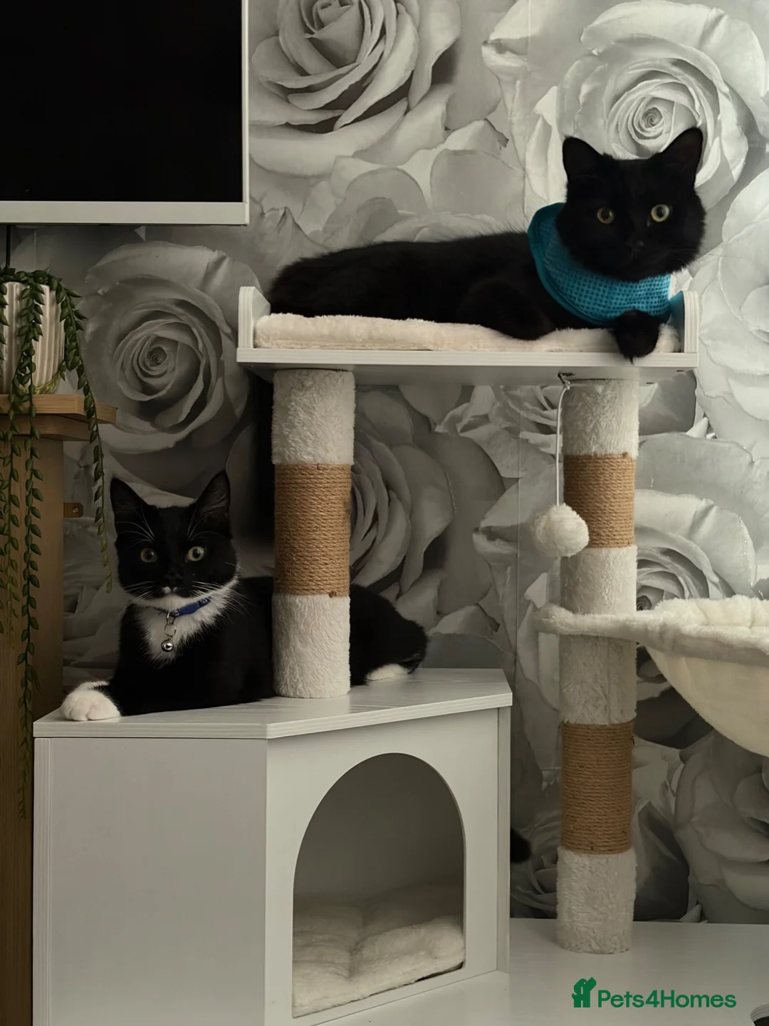 Domestic Shorthair cats for sale: Black & White Kitten - Advert 5