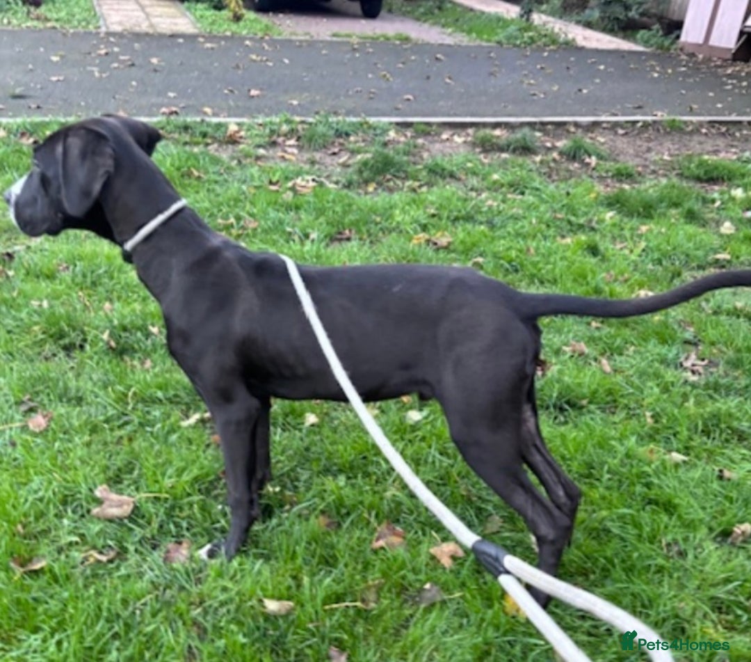 Great Dane dogs for sale: Great Dane puppy  - Image 6