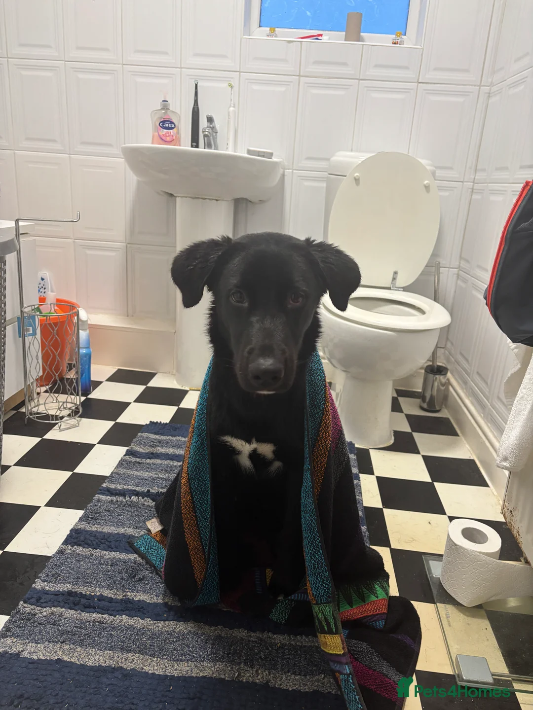 Mixed Breed dogs for sale: Huskypoo - Advert 3