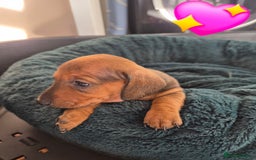 Miniature Dachshund dogs for sale: Looking for their forever 🏡 - Image 2