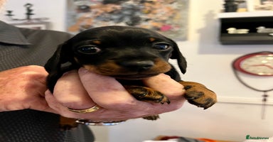 Miniature Dachshund dogs - Advert 2