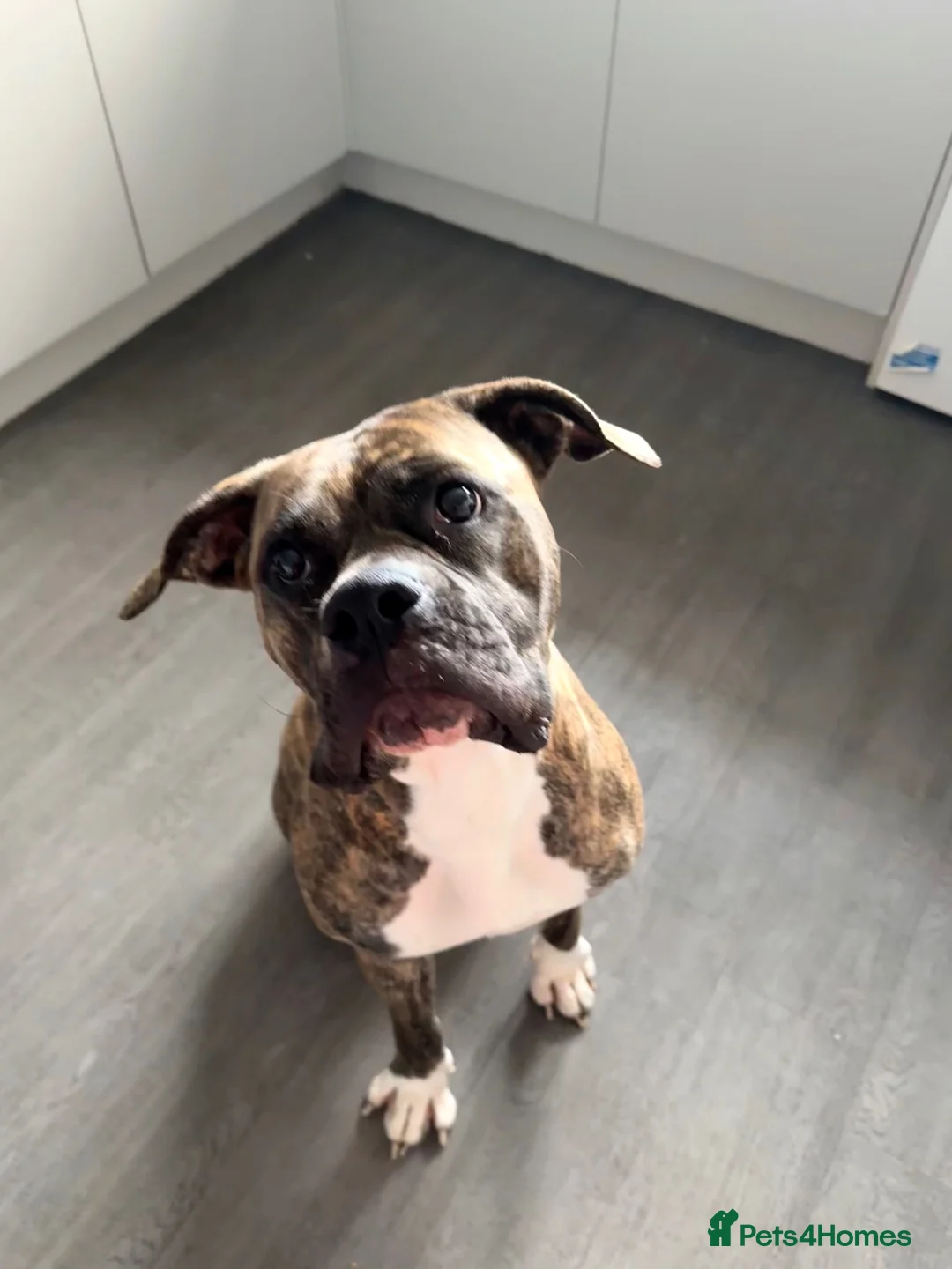 Mixed Breed dogs for sale: Cali  in Newcastle upon Tyne - Advert 2