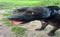 Staffordshire Bull Terrier dogs for sale: Beautiful boy needs rehoming  - Image 2