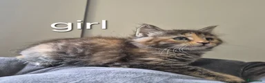 Maine Coon 5