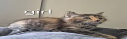 Maine Coon cats for sale: 🐱 MAINE COON KITTENS 🐱 - Advert 5