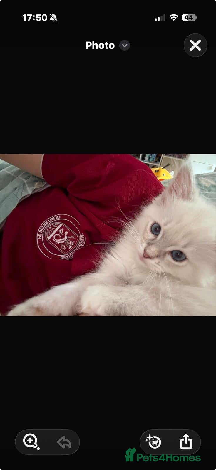 Ragdoll cats Tica reg kitten ready to leave  - Advert 17