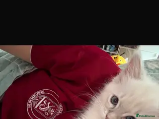 Ragdoll cats Tica reg kitten ready to leave - Advert 17