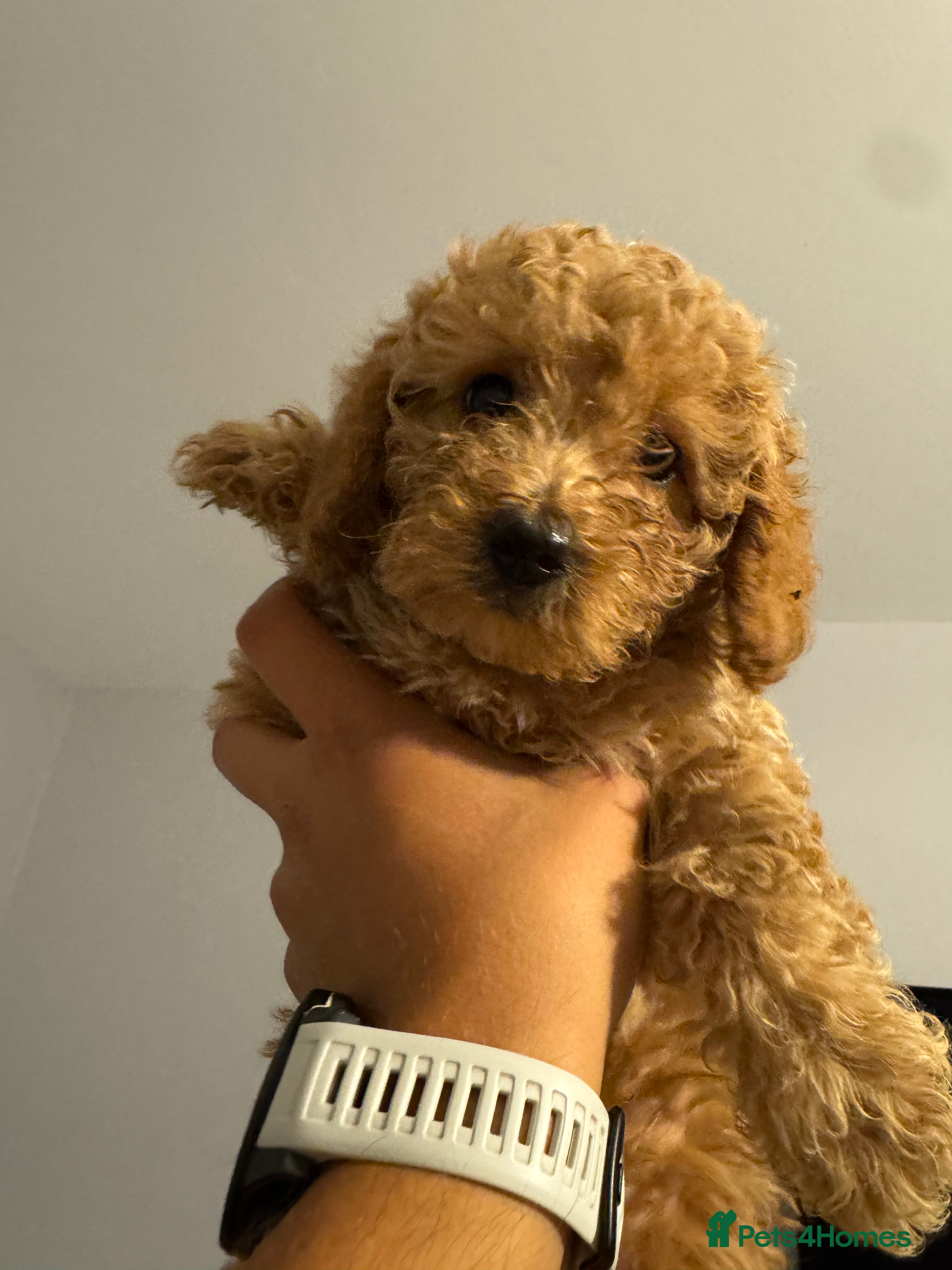 Toy Poodle dogs Gorgeous Ginger ToyPoodle Puppies –2 Boys & 1 Girl - Advert 2