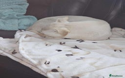 Mixed Breed dogs for adoption: Pretty Peta - Image 4