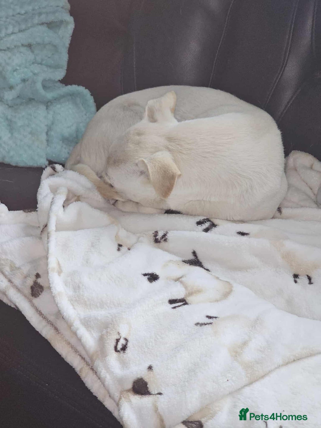 Mixed Breed dogs for adoption: Pretty Peta - Image 4