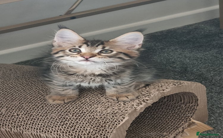 Maine Coon cats - Advert 2