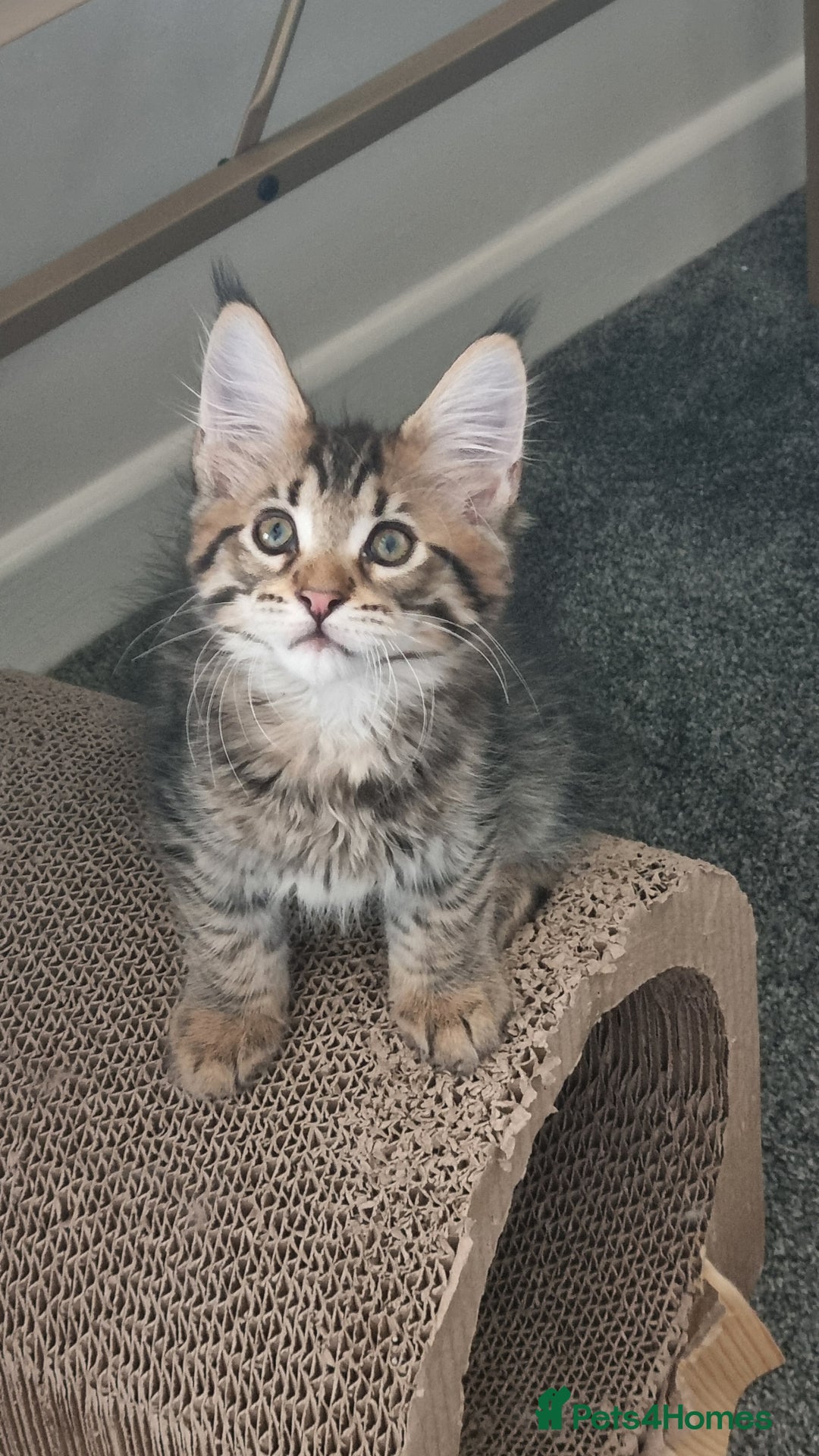 Maine Coon cats for sale: Ready to go now, Maine coon kittens - Image 1