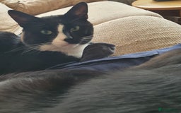 British Shorthair cats for sale: 2 Beautiful Boys for Sale - Image 7