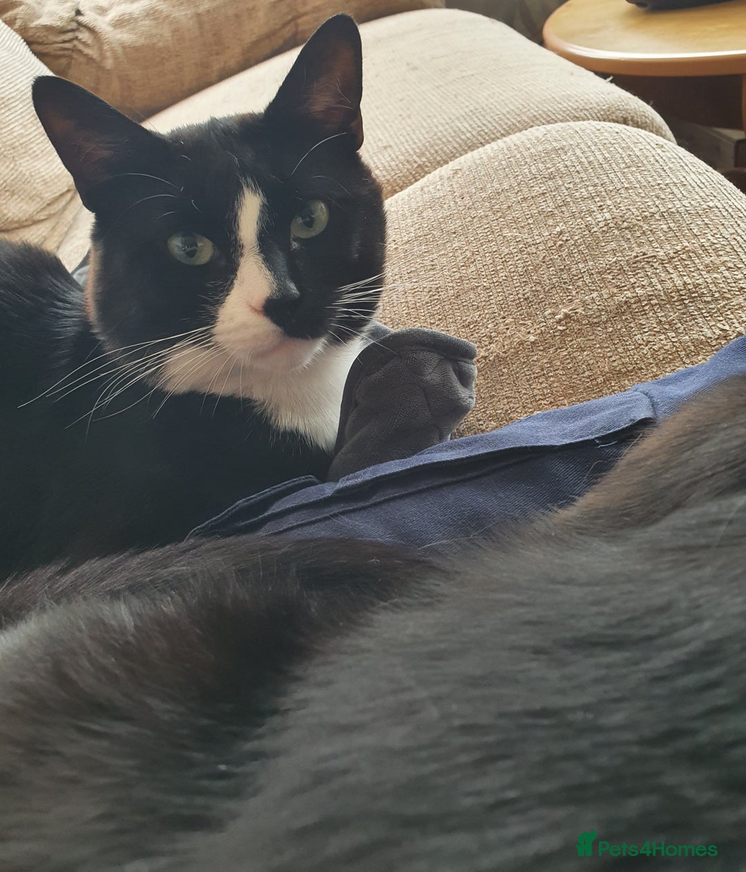 British Shorthair cats for sale: 2 Beautiful Boys for Sale - Image 7