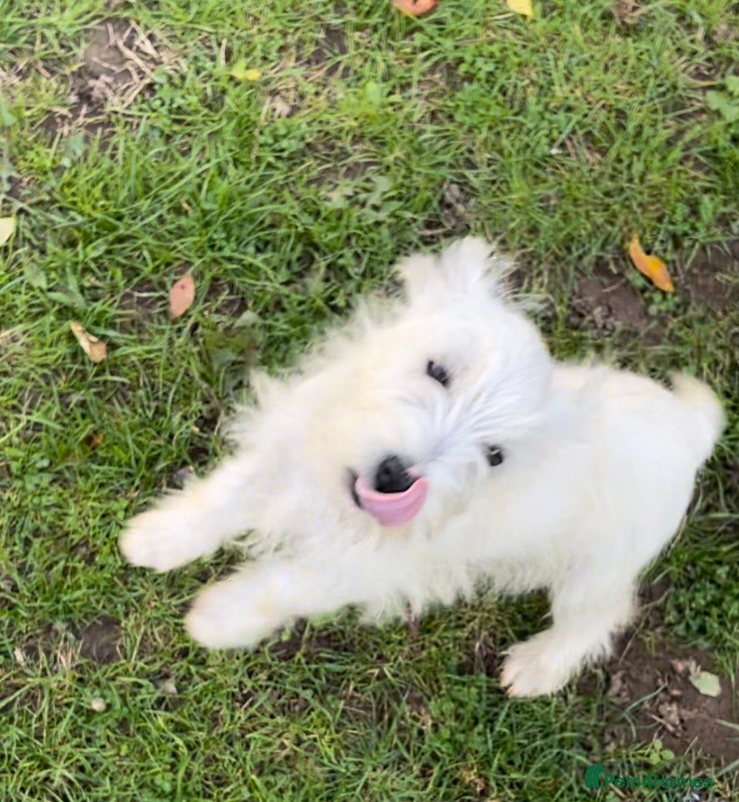 West Highland Terrier dogs for sale: Beautiful west highland terriers puppys - Image 34