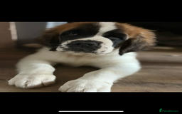 Saint Bernard dogs for sale: Saint Bernard  - Image 2