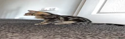 Mixed Breed cats for sale: Tabby kitten  - Advert 3