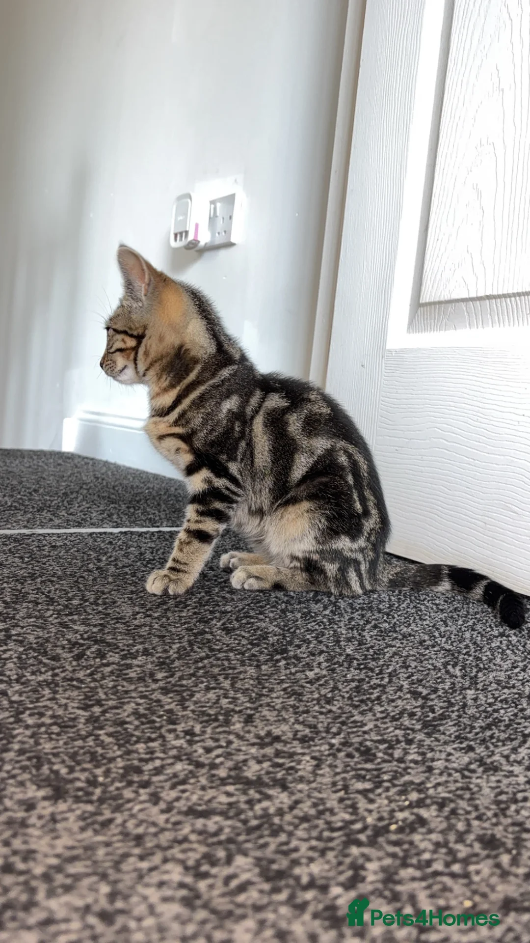 Mixed Breed cats for sale: Tabby kitten  - Advert 3