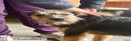 Mixed Breed dogs for adoption: Noodle, 11 months approx. Available for adoption. - Advert 26