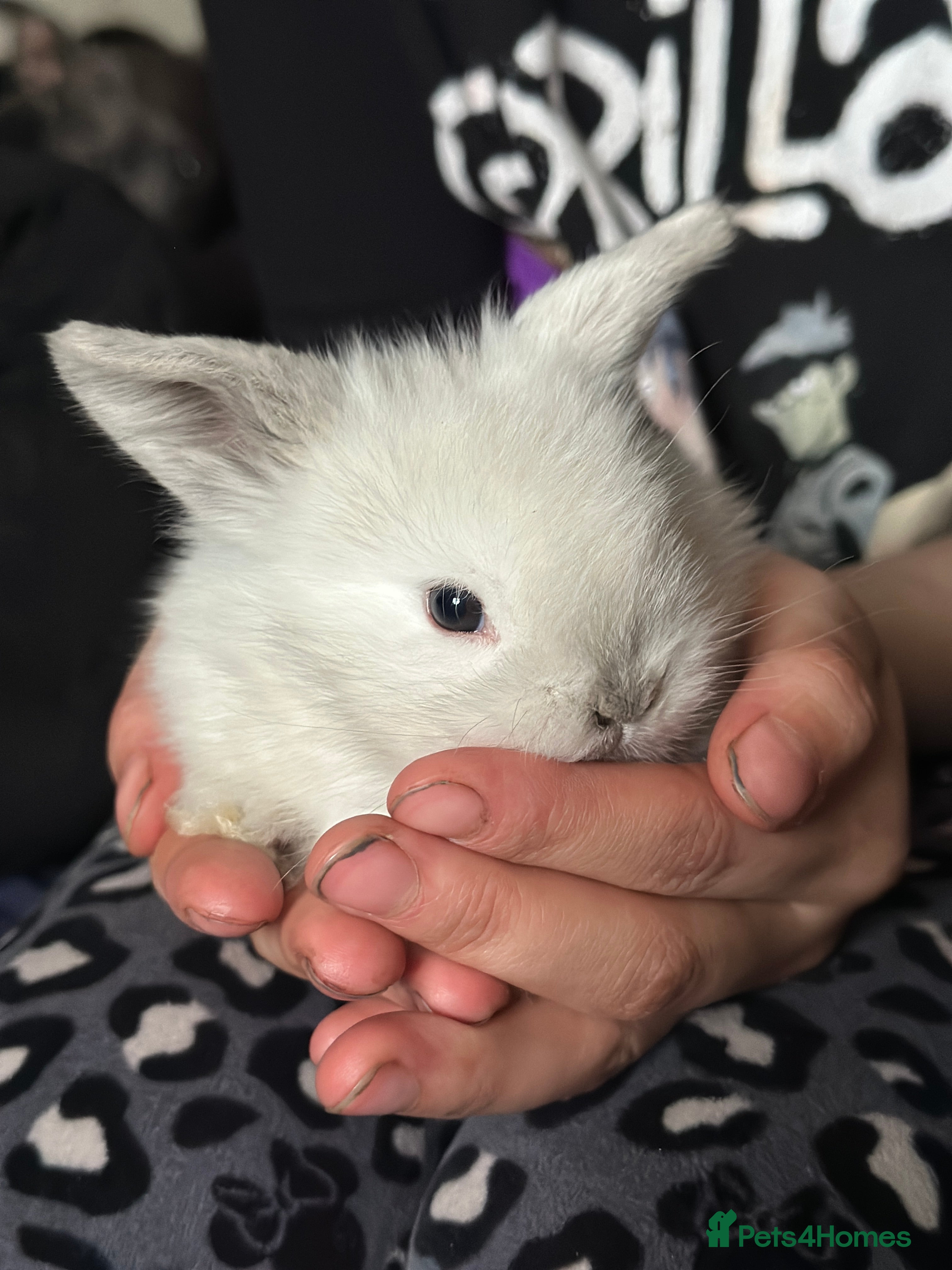 Cashmere Lop rabbits Cashmere harlequin lop  - Advert 1