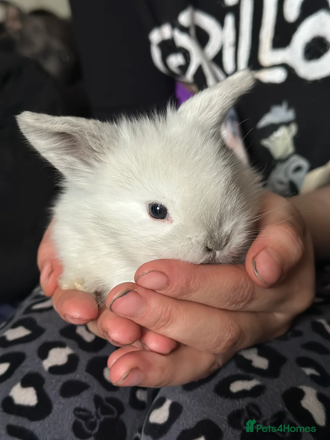 Cashmere Lop rabbits for sale: Cashmere harlequin lop  - Advert 1