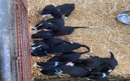 Mixed Breed dogs for sale: Collie x spaniel puppies - Image 1