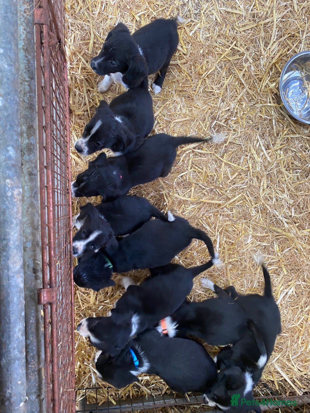 Mixed Breed dogs for sale: Collie x spaniel puppies - Image 1