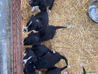 Mixed Breed dogs - Advert 3