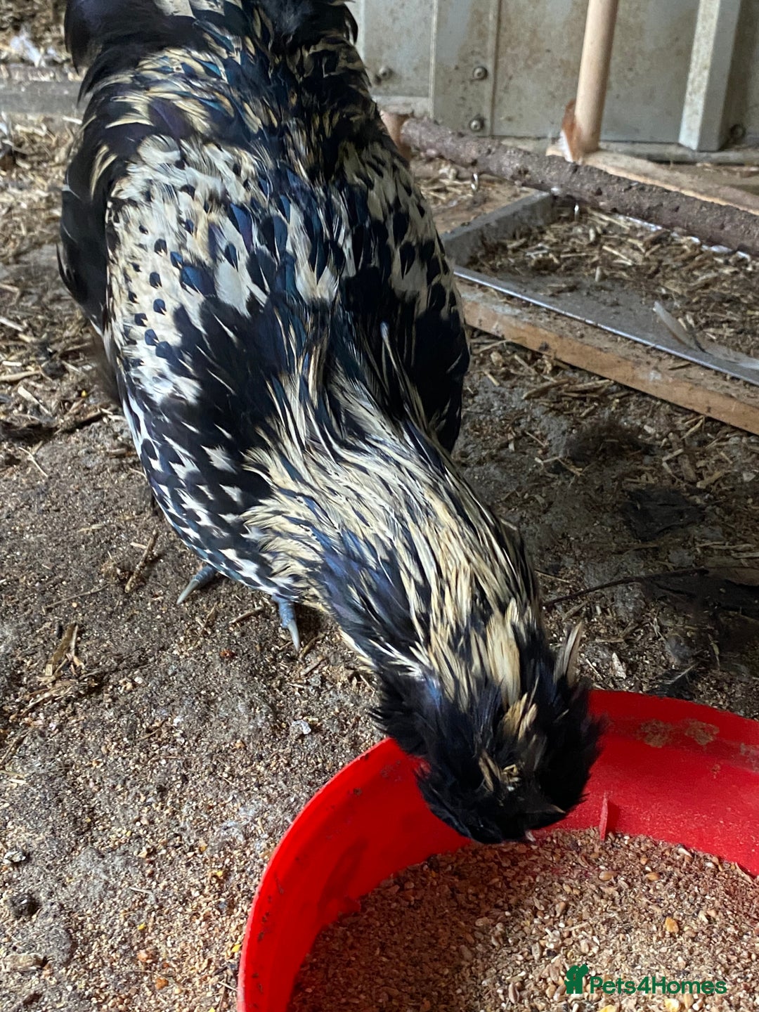 Chickens poultry for sale: Laced polish and silkie chicken mixed breeds - Image 1