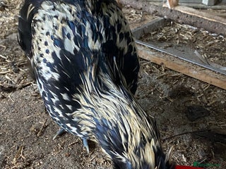 Chickens poultry - Advert 2
