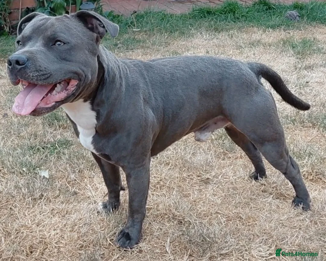 Staffordshire Bull Terrier dogs for stud: KC staffy stud - Advert 2
