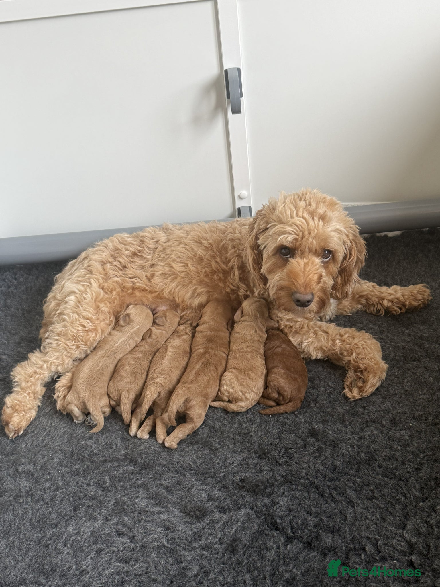 Cockapoo dogs Toy Cockapoo Puppies Looking for Forever Homes! - Advert 4