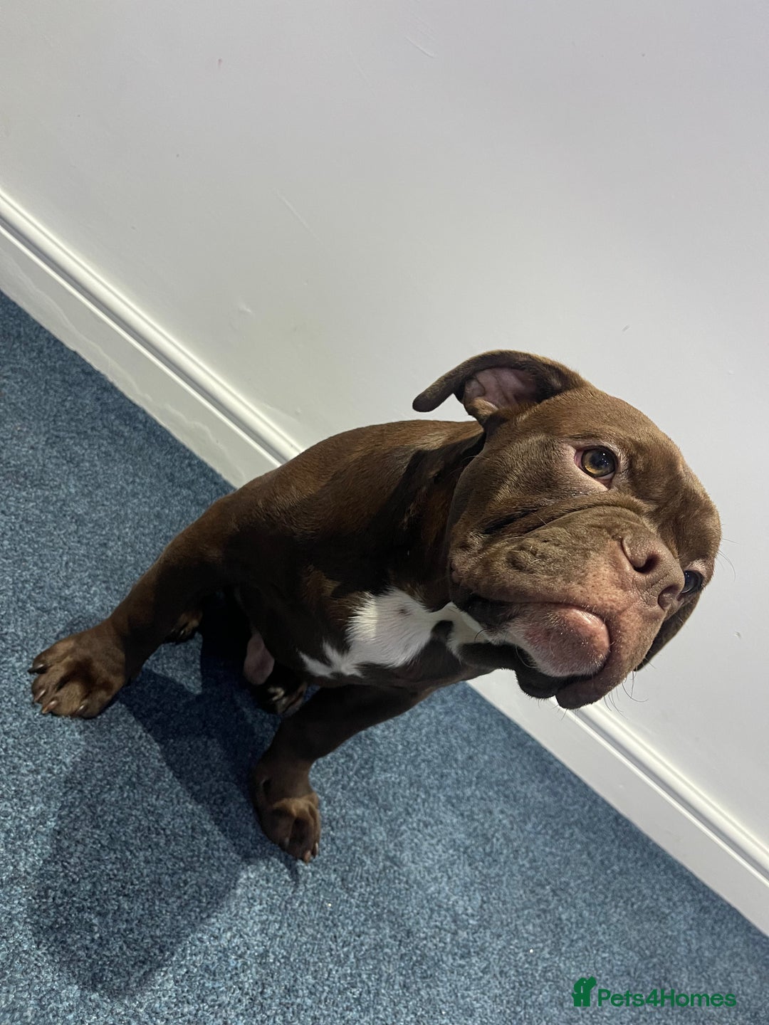 Olde English Bulldogge dogs for sale: NEBBR registered Olde English bulldogge - Advert 6