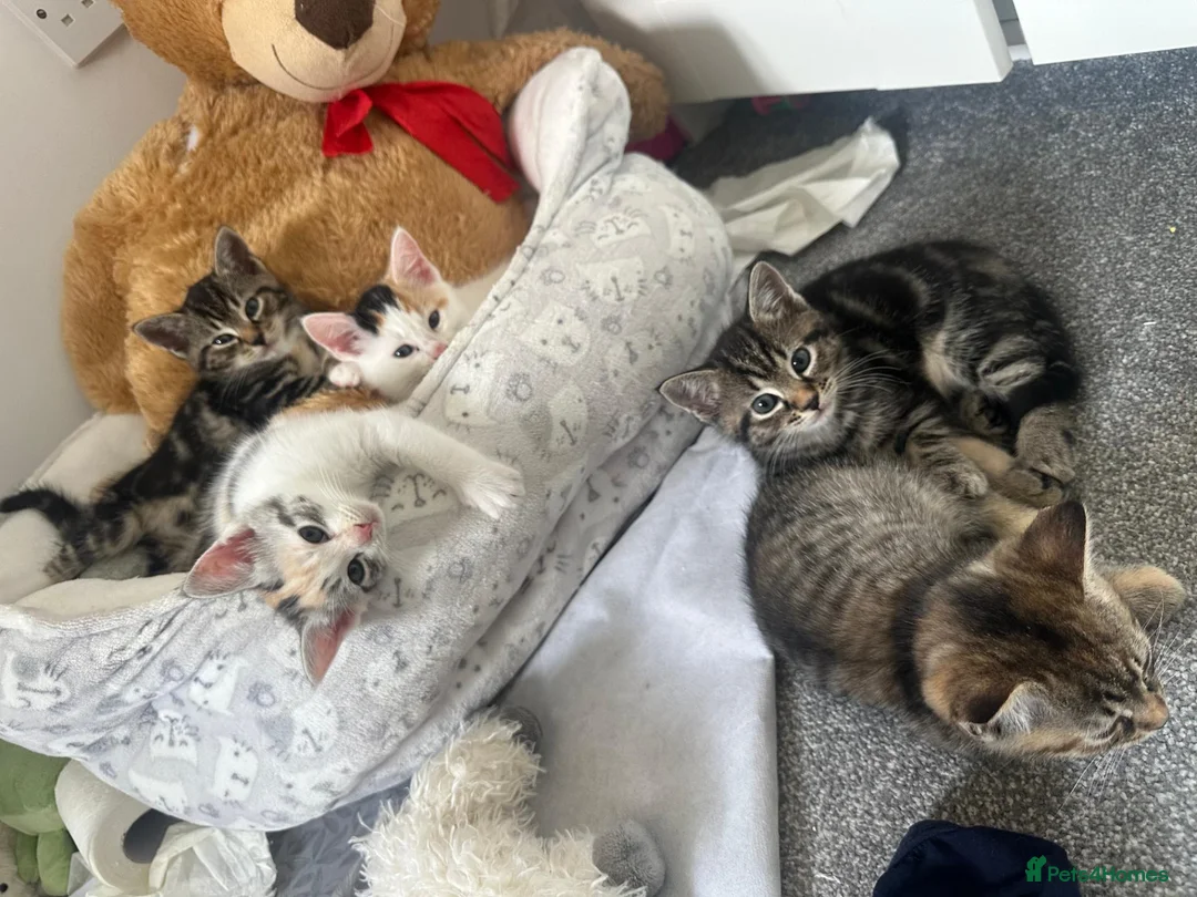 Ragdoll cats for sale: Beautiful Ragdoll Mix Kittens –  Litter Ready Soon in Nottingham - Advert 1