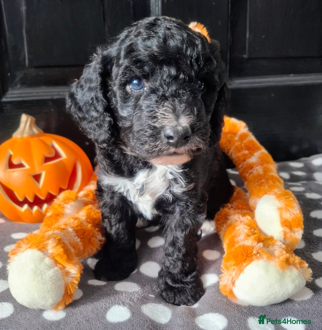 Cockapoo dogs for sale: Stunning cockapoo puppies  - Image 1