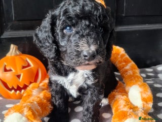 Cockapoo dogs - Advert 1