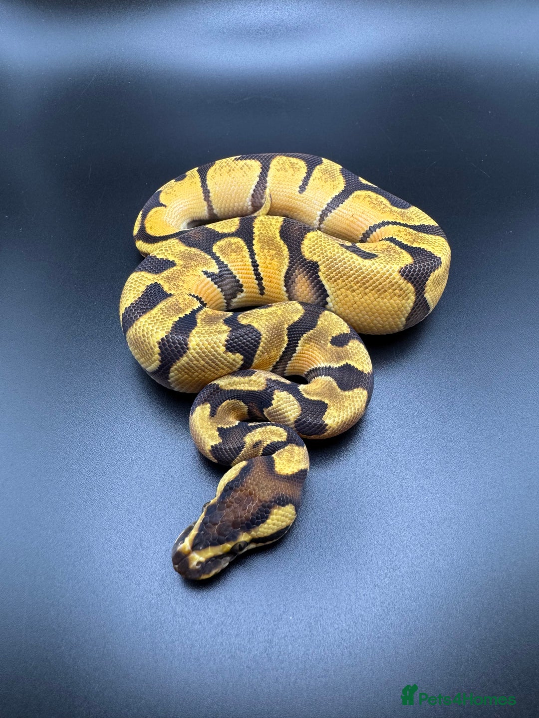 Python Snake reptiles for sale: Male Orange Dream Fire Enchi Het Hypo - Advert 1