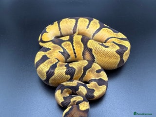 Python Snake reptiles Male Orange Dream Fire Enchi Het Hypo - Advert 5
