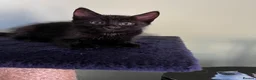 Mixed Breed cats for sale: Beautiful 8 week kittens in Bridgwater - Advert 3