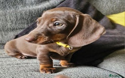 Miniature Dachshund dogs for sale: *READY TO LEAVE 2 LEFT* Miniature Dachshunds in Market Harborough - Image 2