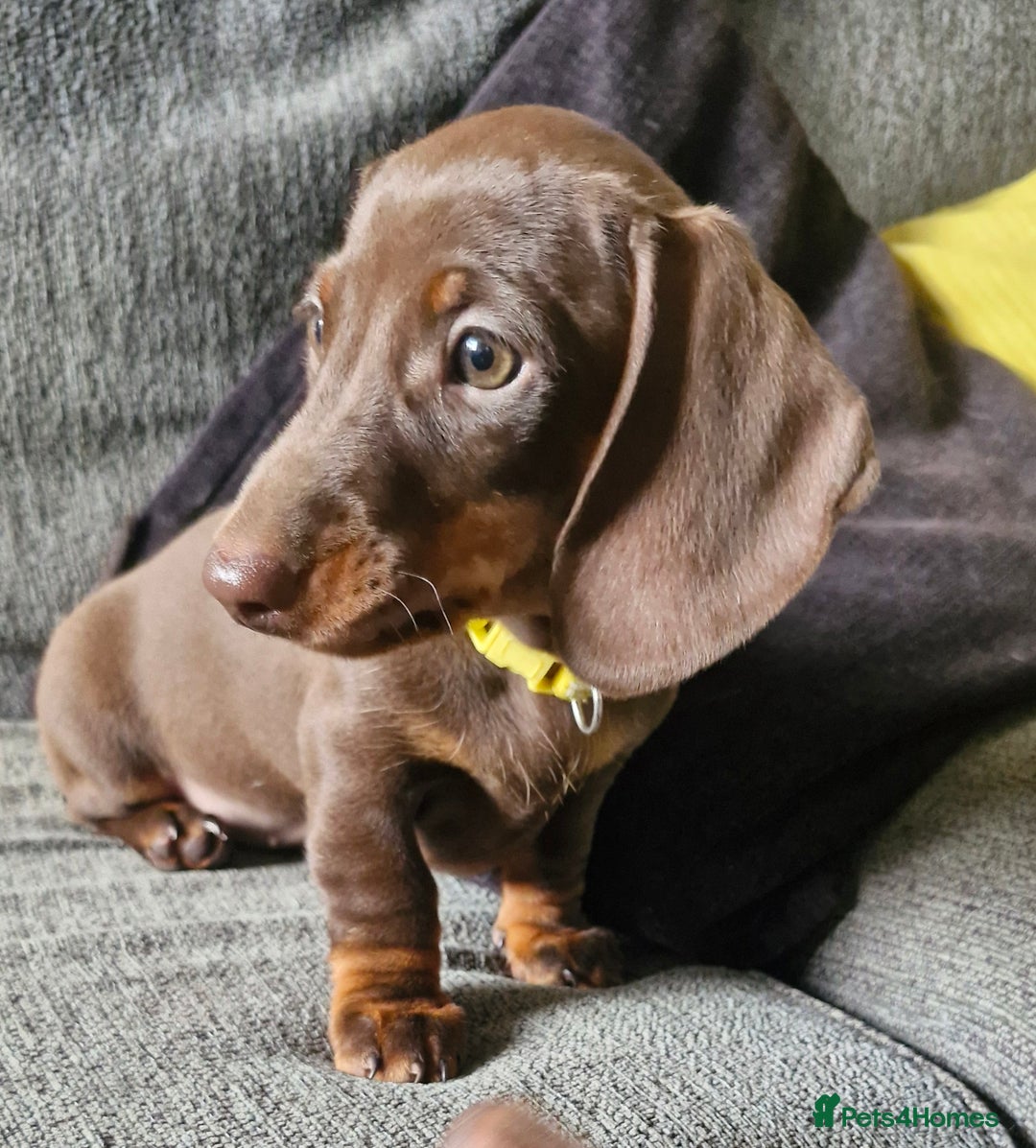 Miniature Dachshund dogs for sale: *READY TO LEAVE 2 LEFT* Miniature Dachshunds in Market Harborough - Image 2