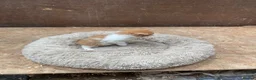 Mixed Breed cats for sale: Beautiful Kittens - Advert 4