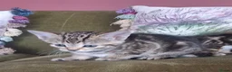 Bengal cats for sale: Beautiful part Bengal kittens - Advert 6
