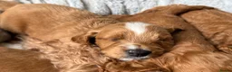 Cavapoo dogs for sale: Dog Trainer’s Cavapoo fur babies   - Advert 21