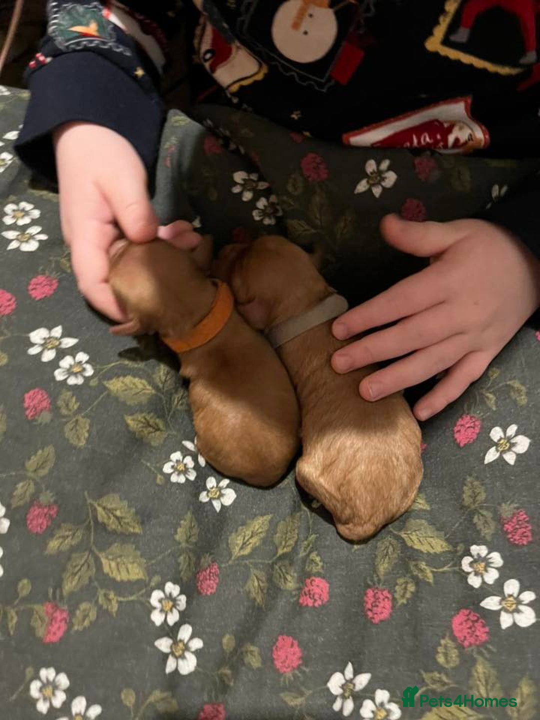 Cavapoo dogs for sale: Stunning Cavapoo Puppies - Advert 24